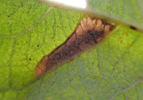 Phyllonorycter sp.